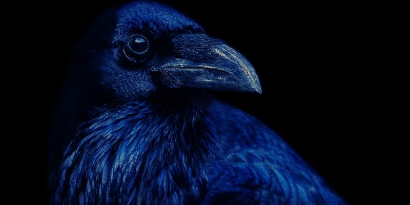 Изображение к публикации: CrimeReads собрал подборку хоррор-романов, в которых животным оставляют право на собственный взгляд, призрачное…